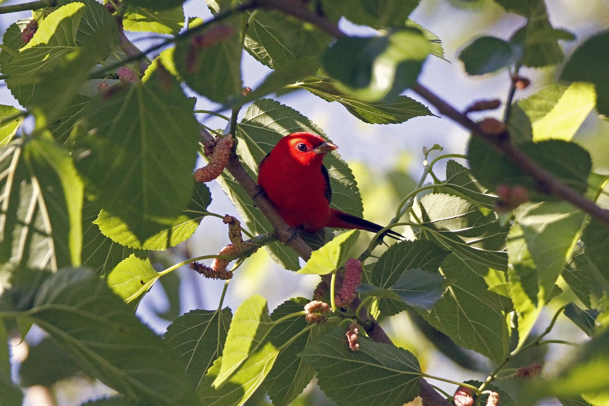Scarlet Tanager - ML153823291
