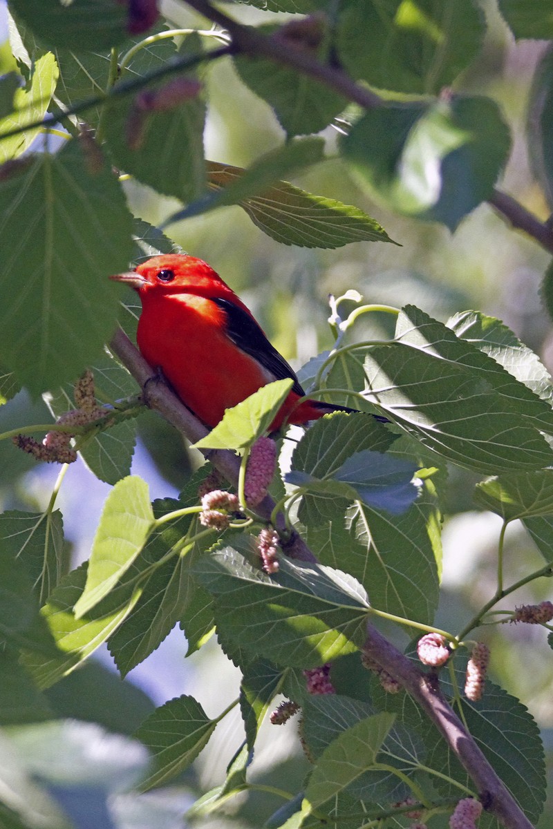 Scarlet Tanager - Connie Guillory