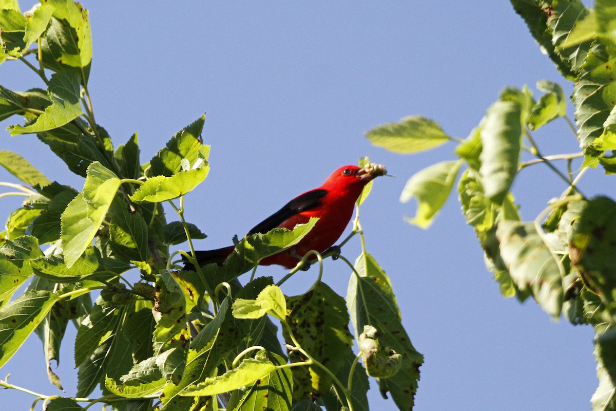 Scarlet Tanager - ML153823441