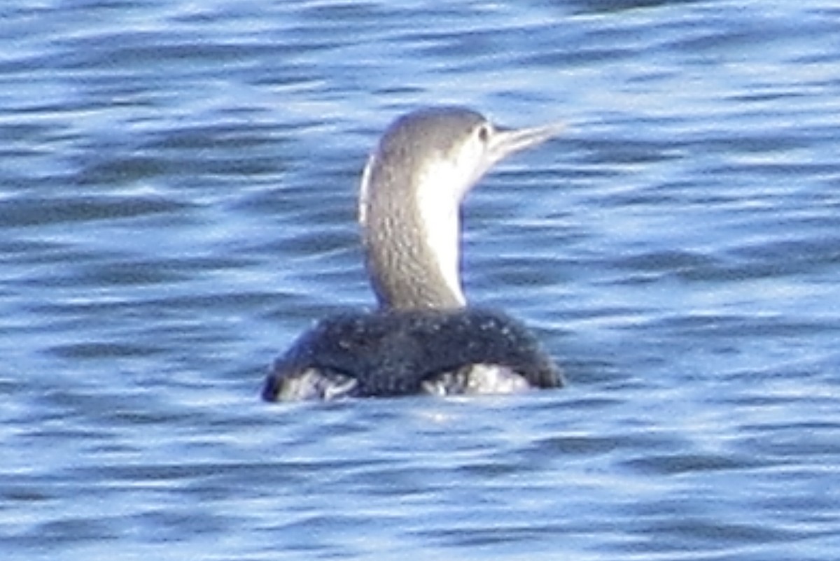 Red-throated Loon - ML153825351