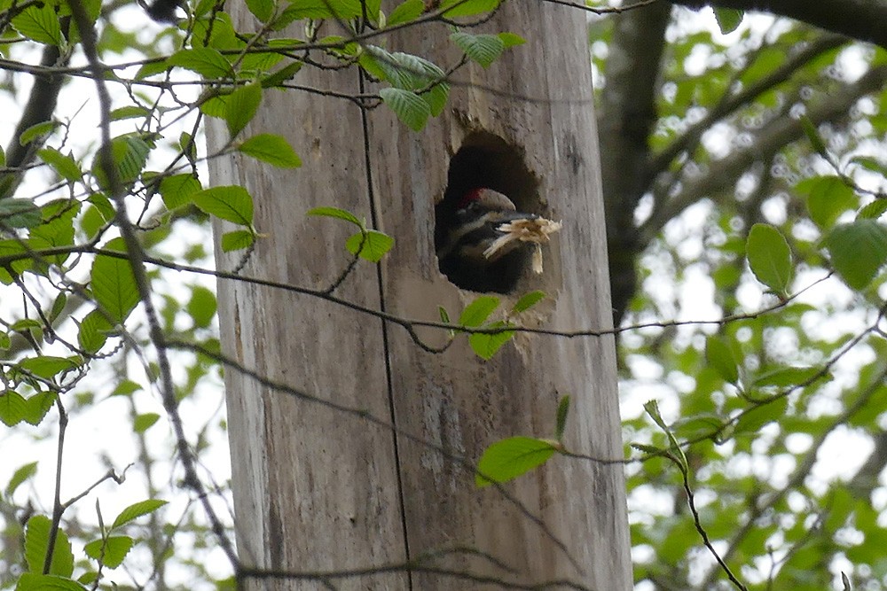 Pileated Woodpecker - Krista Kaptein