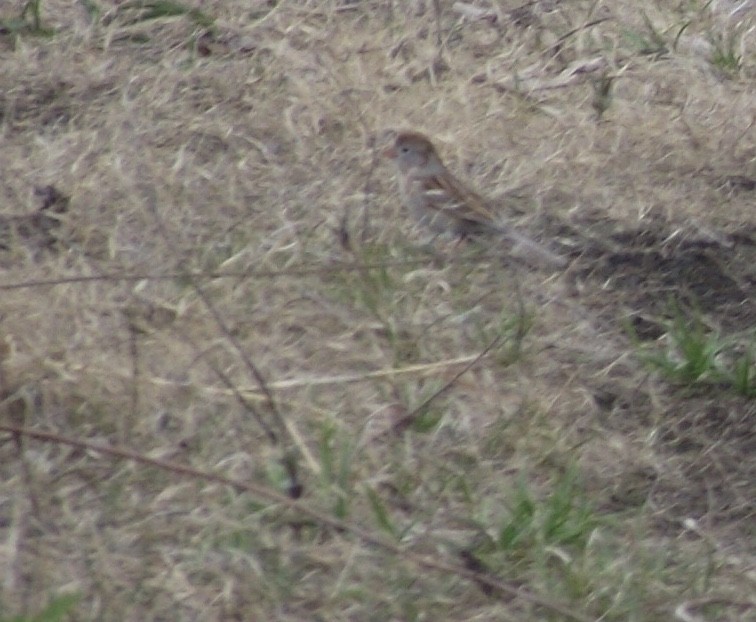 Field Sparrow - ML153827101