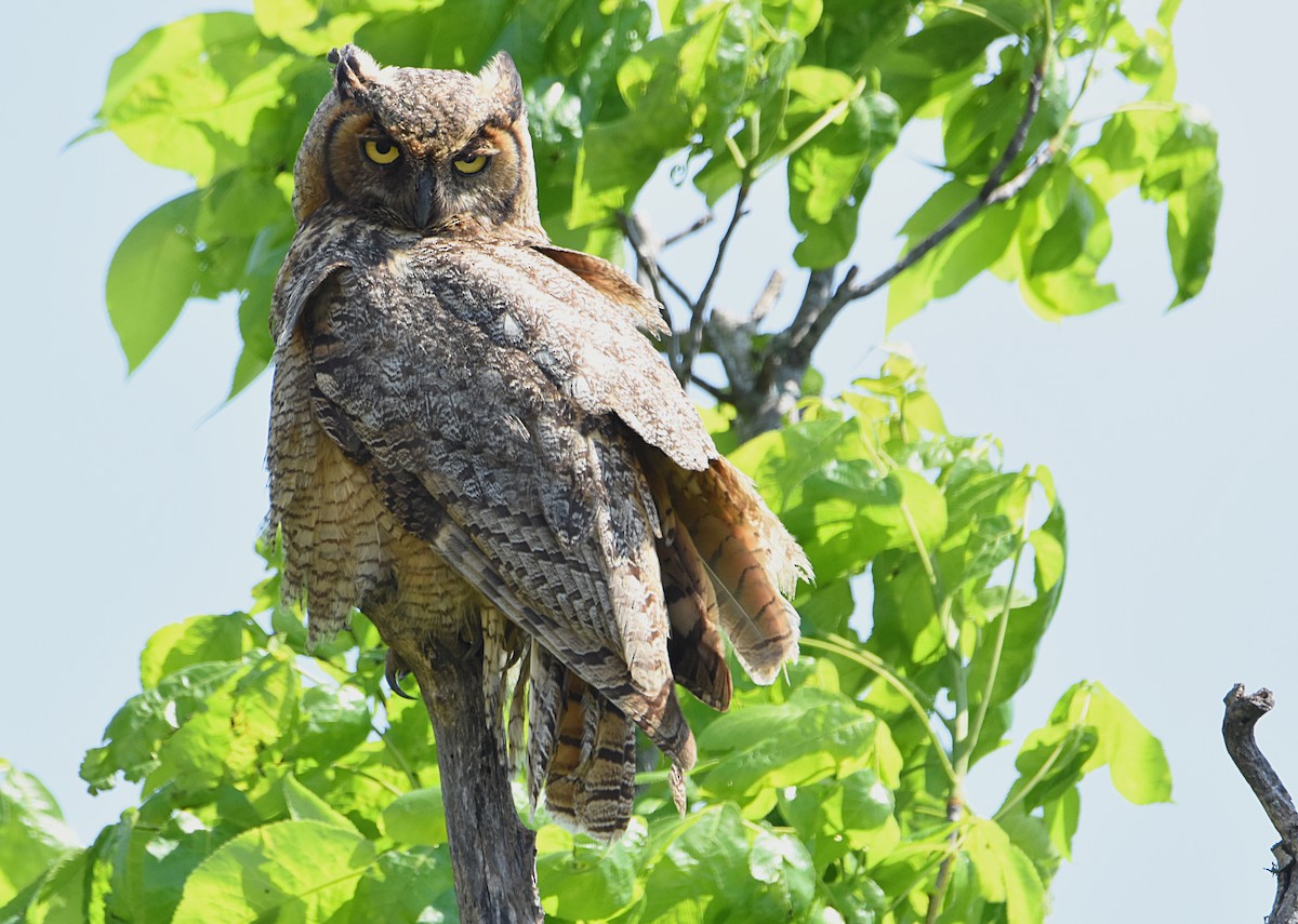 Great Horned Owl - ML153827901