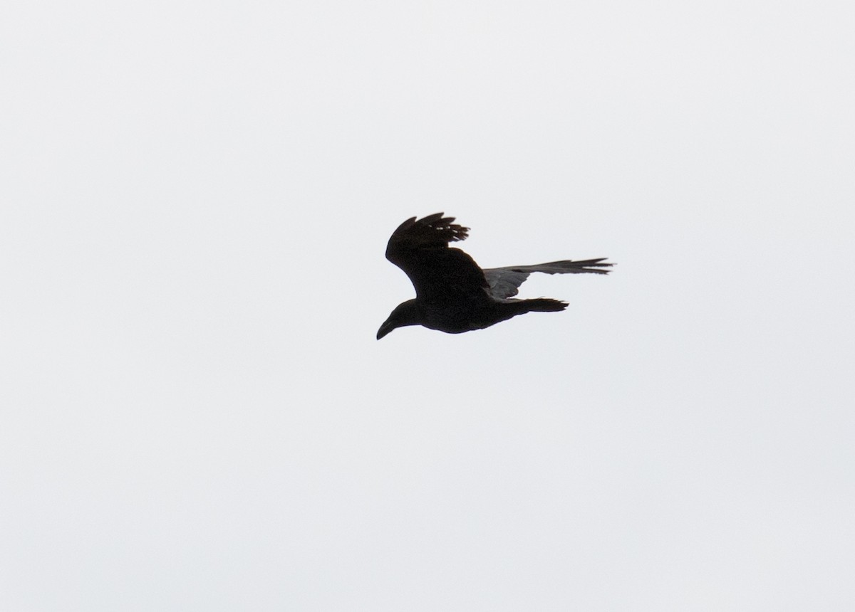 Common Raven - ML153828081