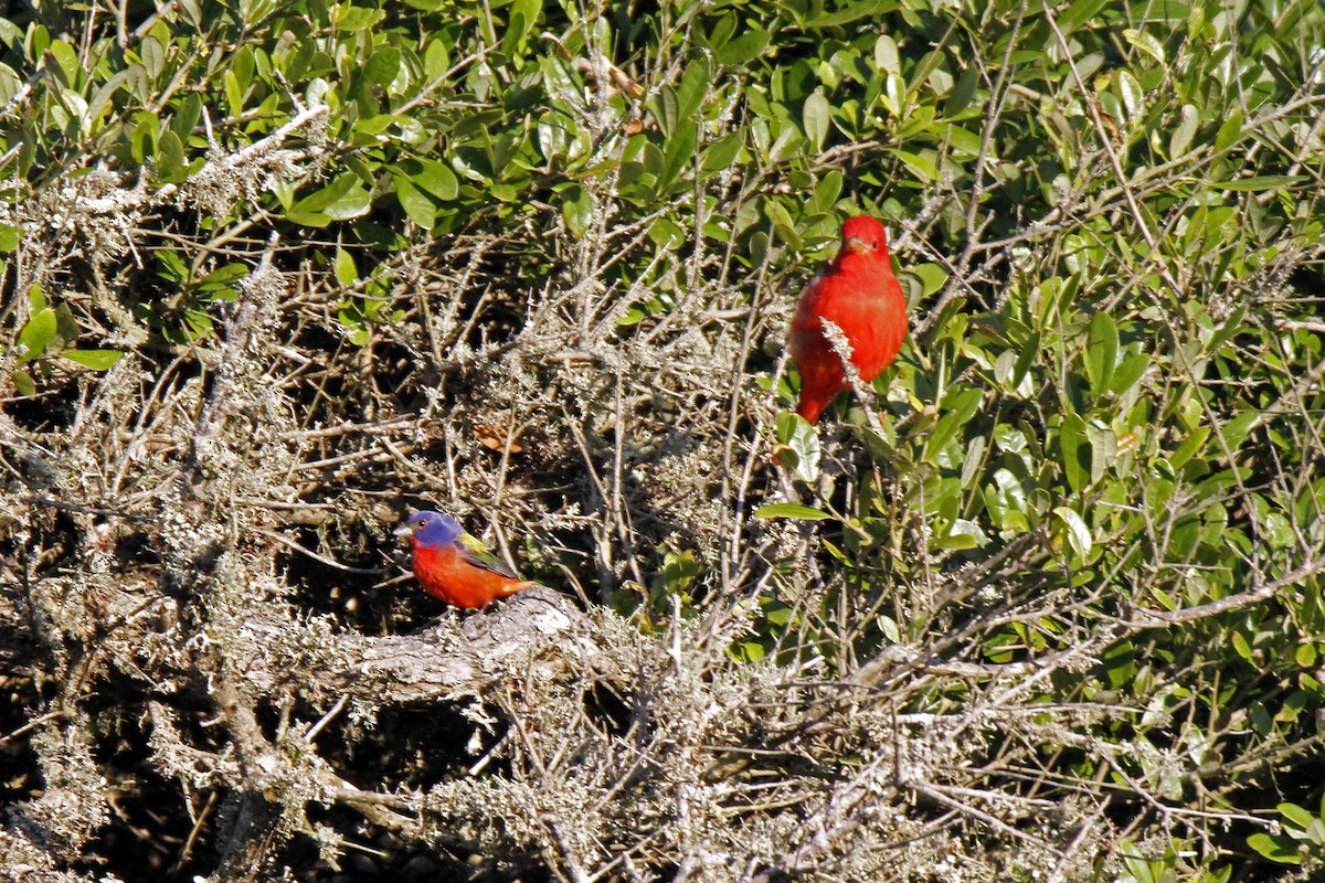 Painted Bunting - ML153828161