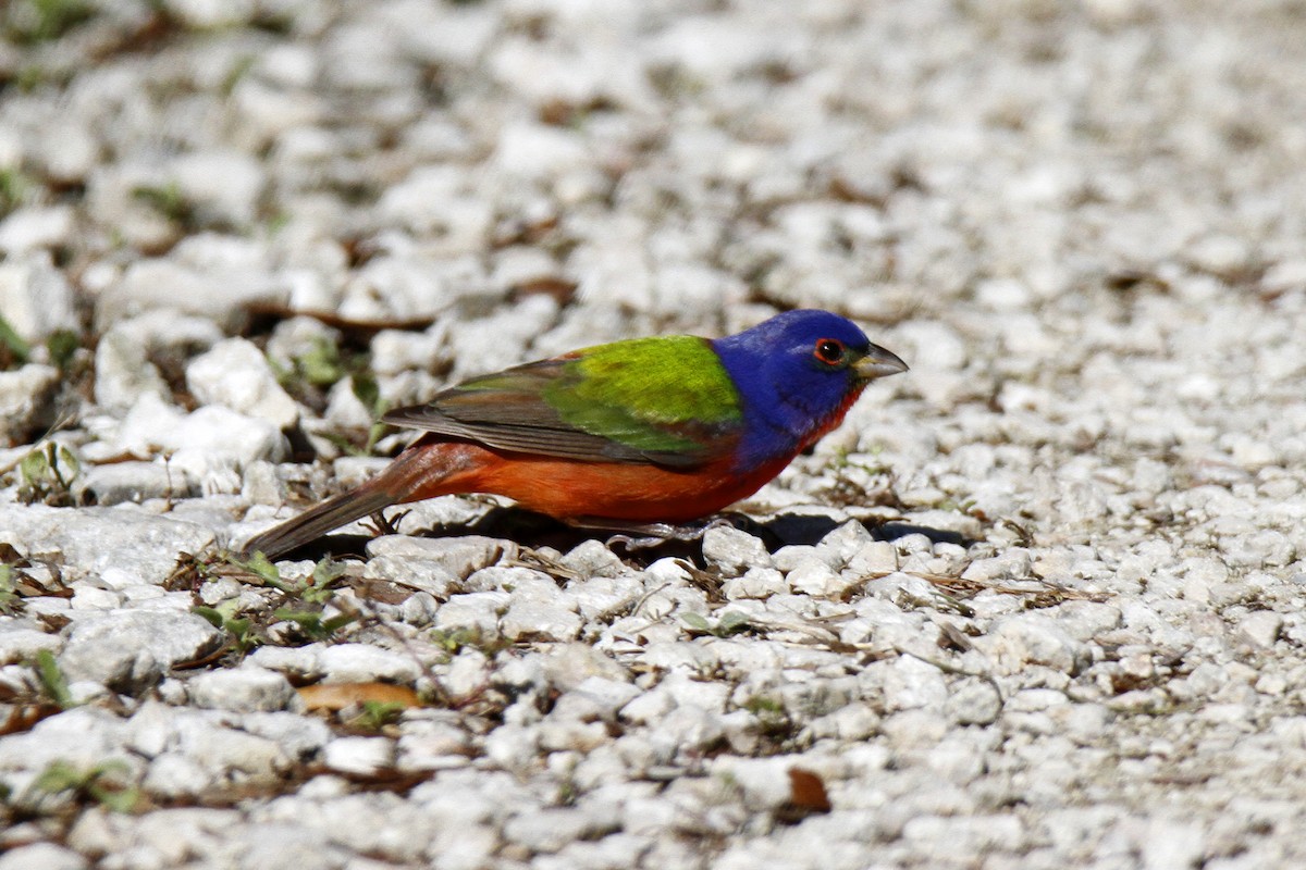 Painted Bunting - ML153828181