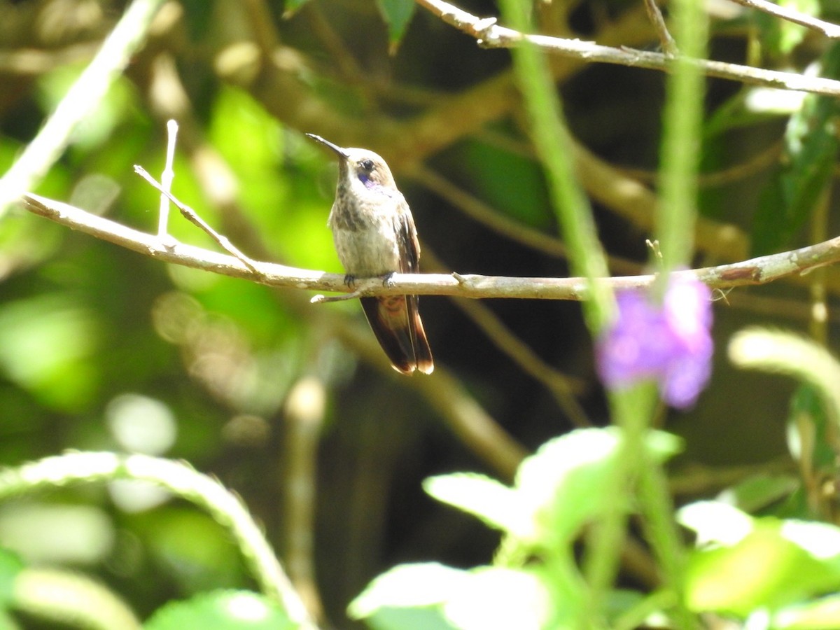 kolibřík fialovouchý - ML153828201