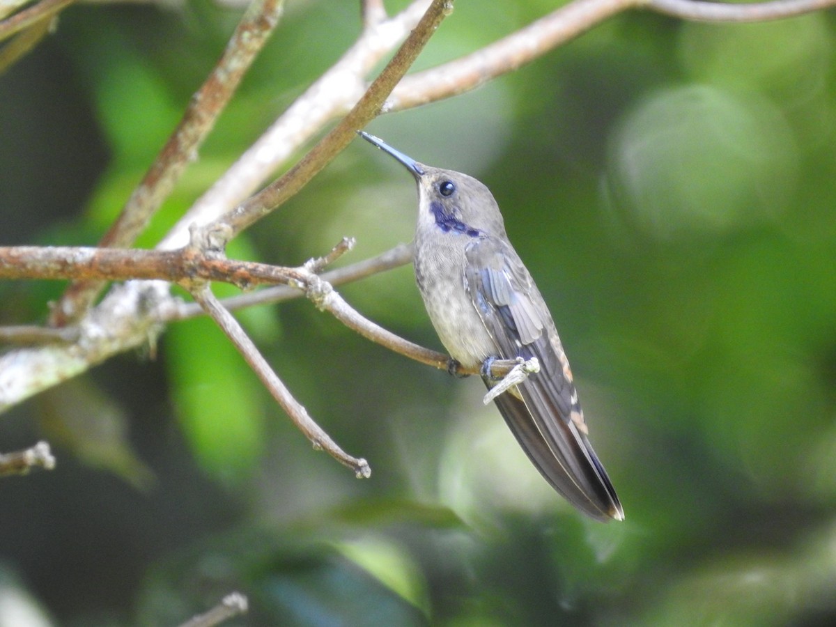 kolibřík fialovouchý - ML153828211