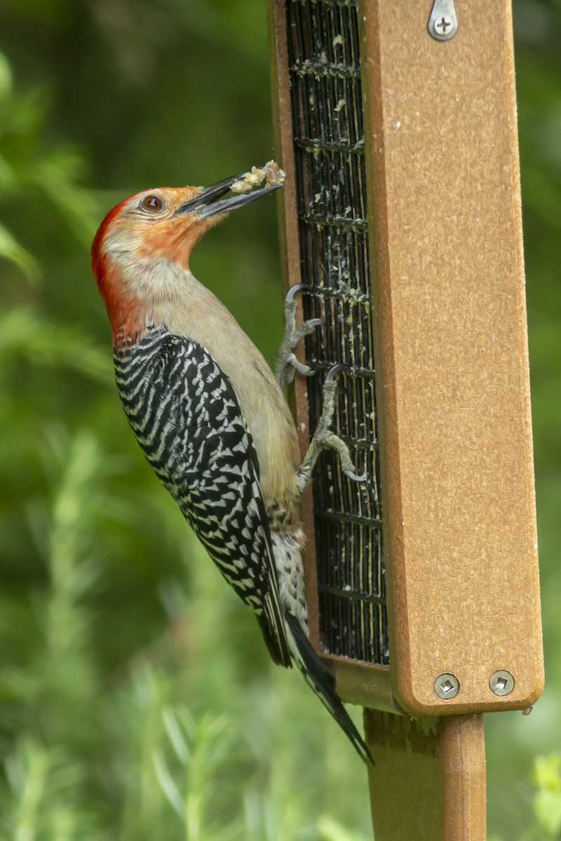Red-bellied Woodpecker - ML153828471