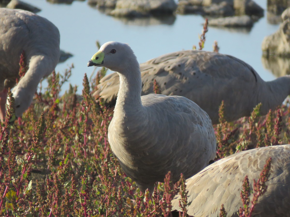 Cape Barren Goose - Colin Palethorpe