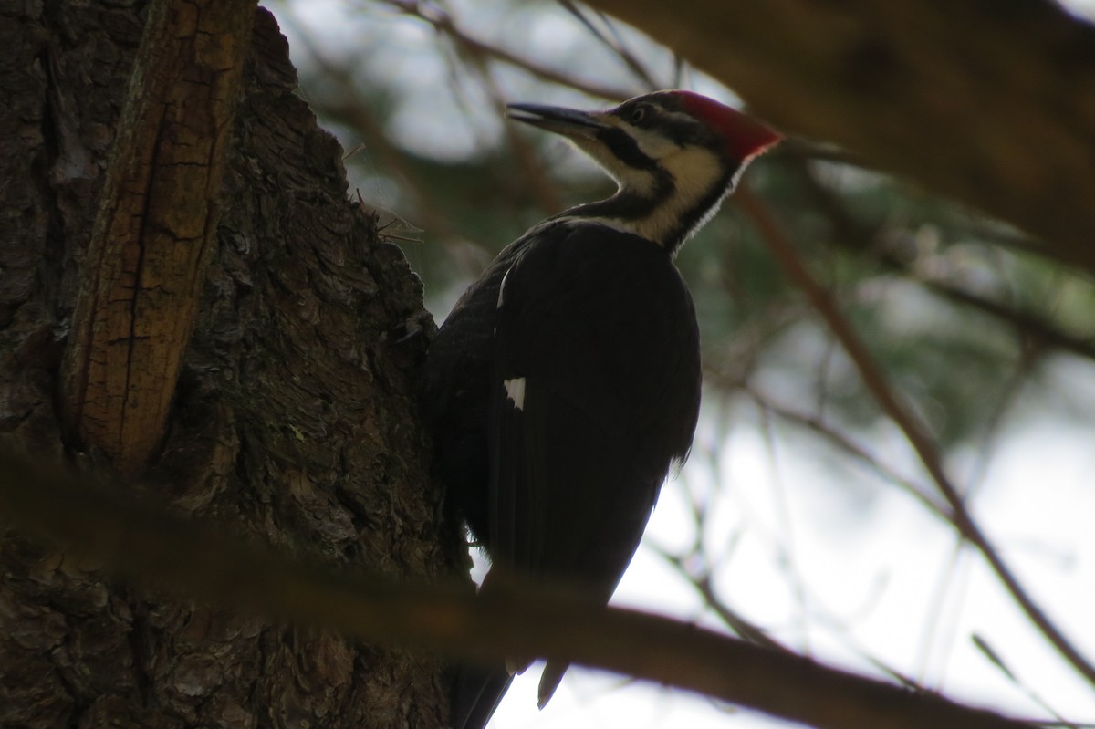 Pileated Woodpecker - Jannie Shapiro