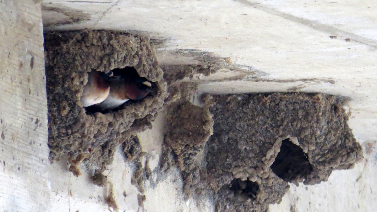 Cliff Swallow - Pam Campbell