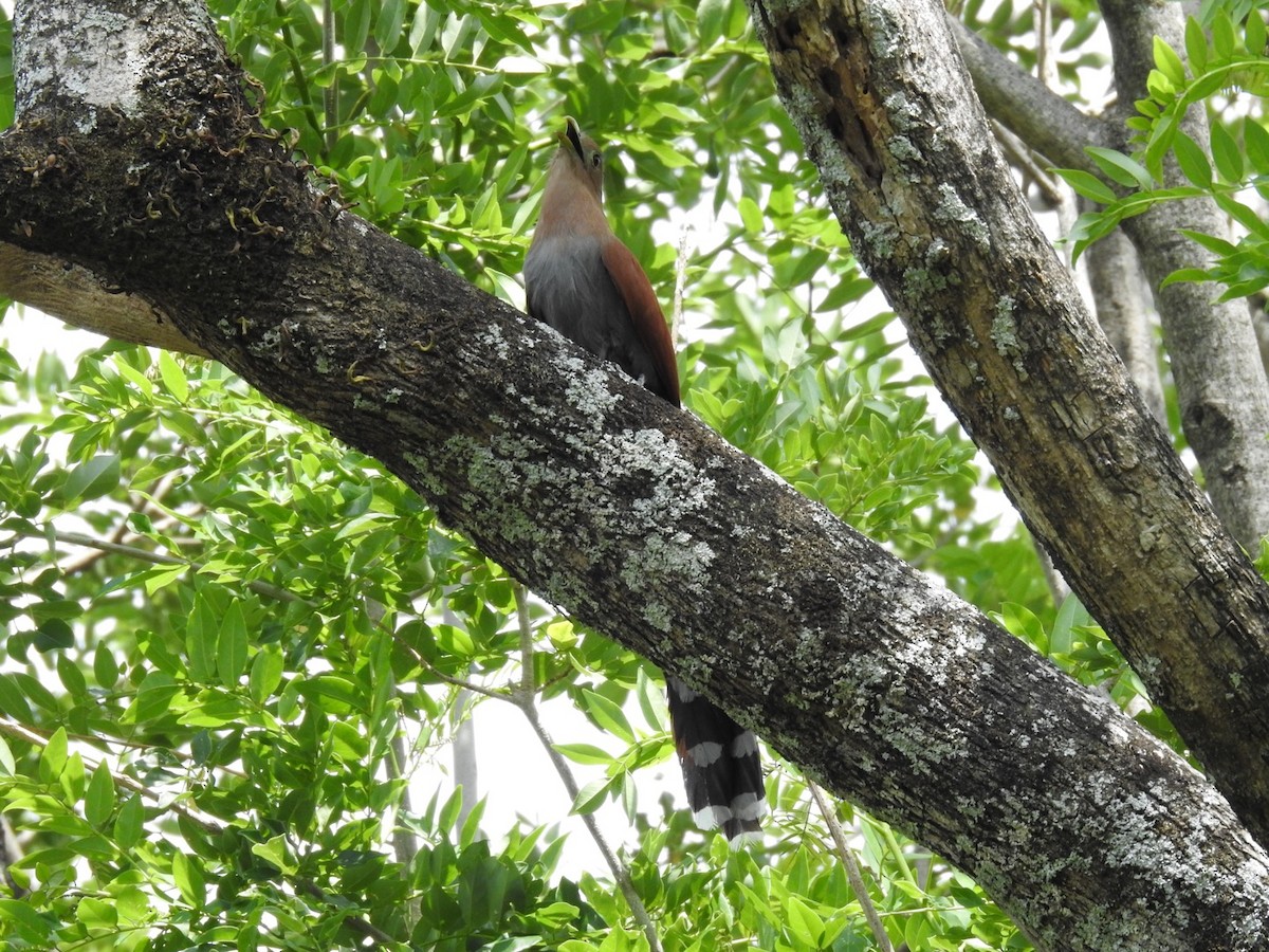 Squirrel Cuckoo - Carlos Ulate