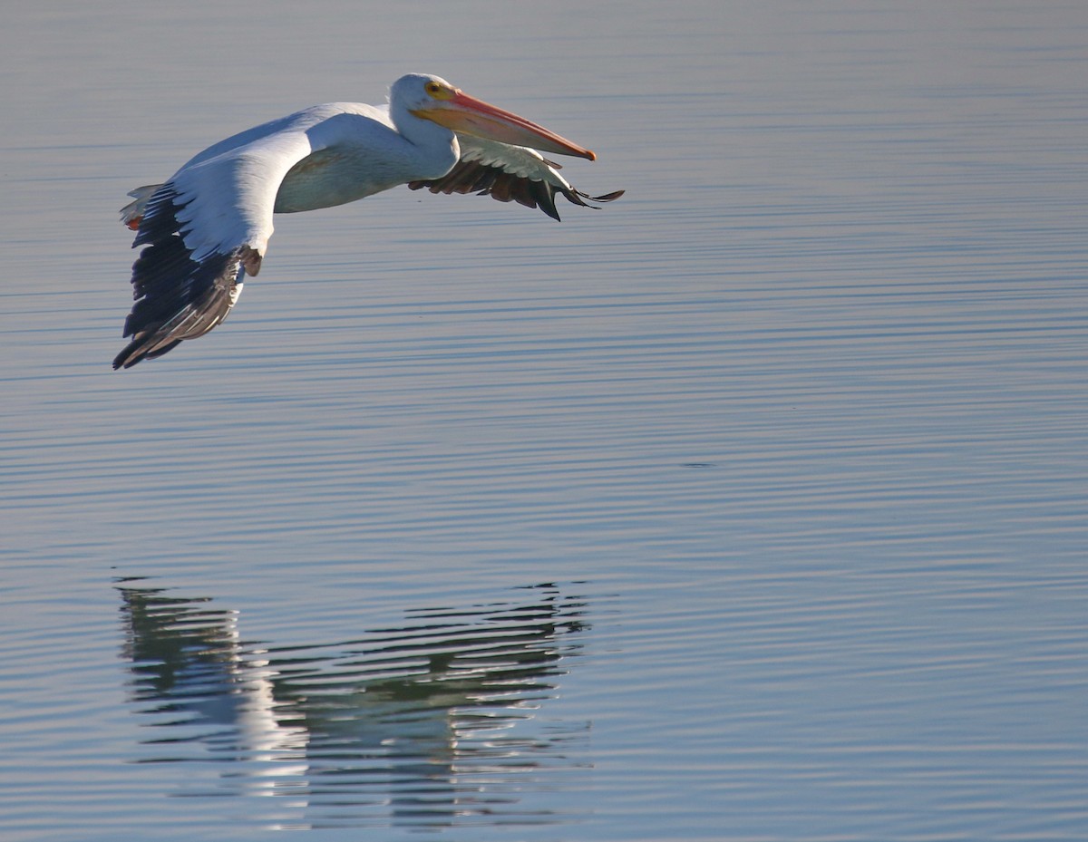 American White Pelican - Hendrik Swanepoel