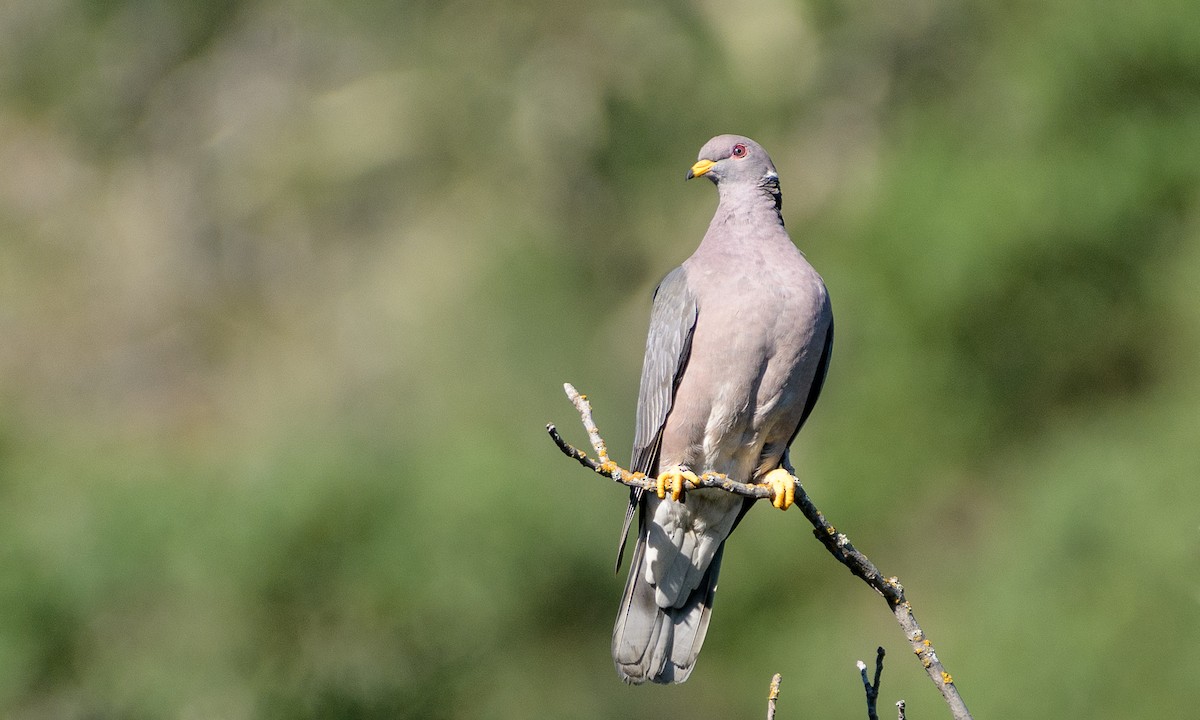 Band-tailed Pigeon - ML153830791