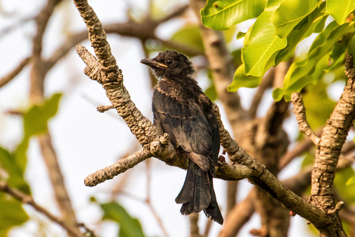 Fork-tailed Drongo (Glossy-backed) - ML153830991