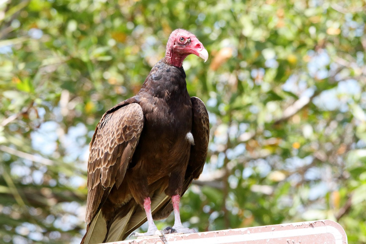 Turkey Vulture - ML153831041