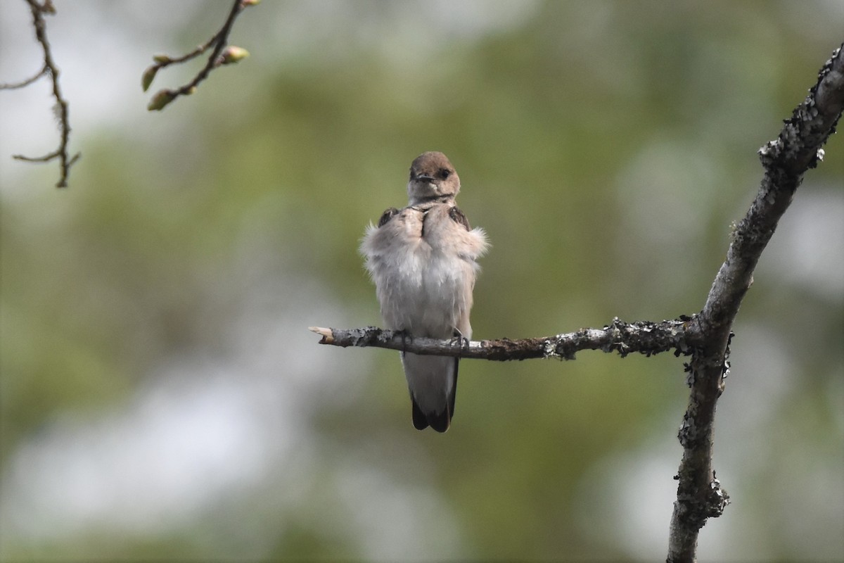 Northern Rough-winged Swallow - Braden Judson