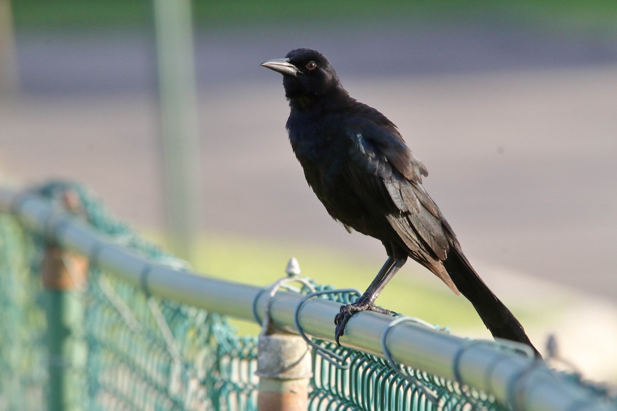 Boat-tailed Grackle - Nathan Tea