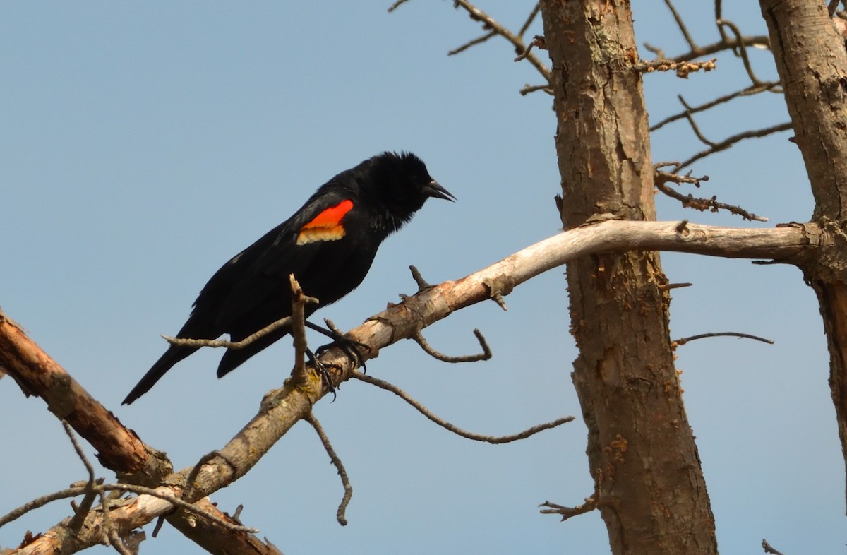 Red-winged Blackbird - John Faulkner