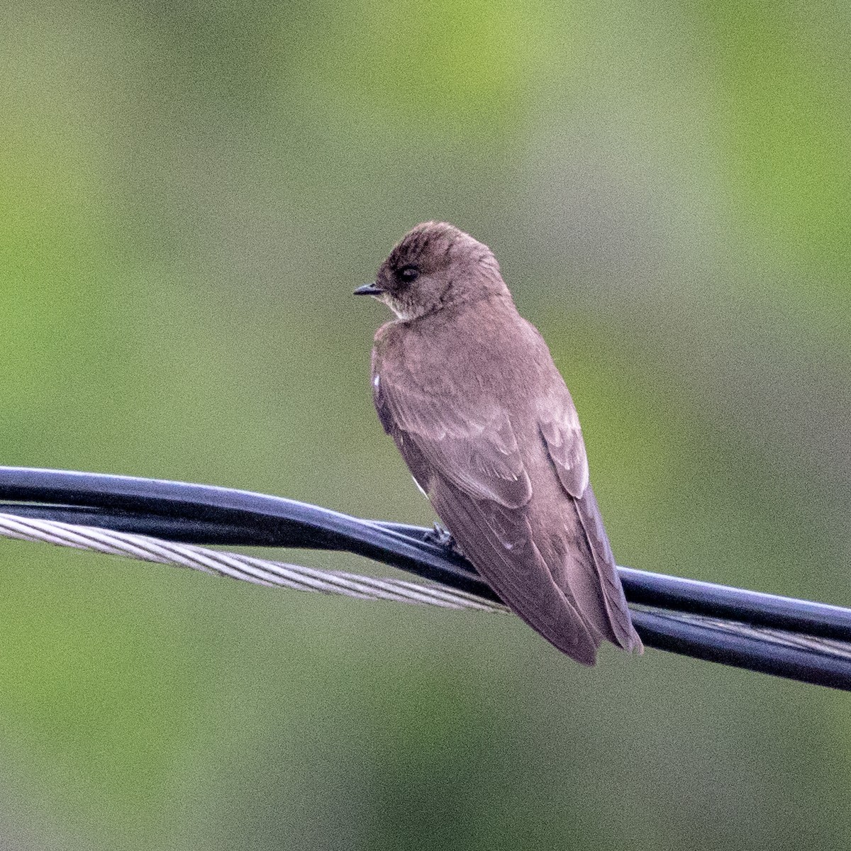 Northern Rough-winged Swallow - Martine Stolk