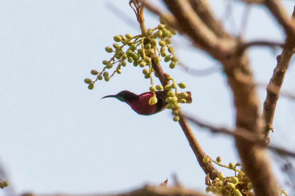 Scarlet-chested Sunbird - graichen & recer