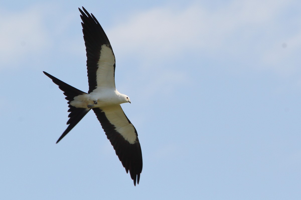 Swallow-tailed Kite - Nathan Tea