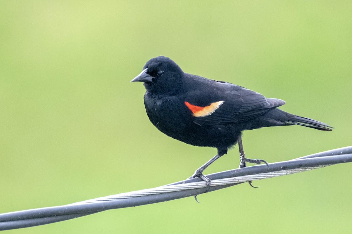 Red-winged Blackbird - Martine Stolk