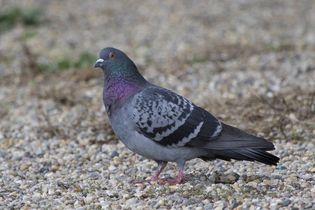 Rock Pigeon (Feral Pigeon) - ML153831871