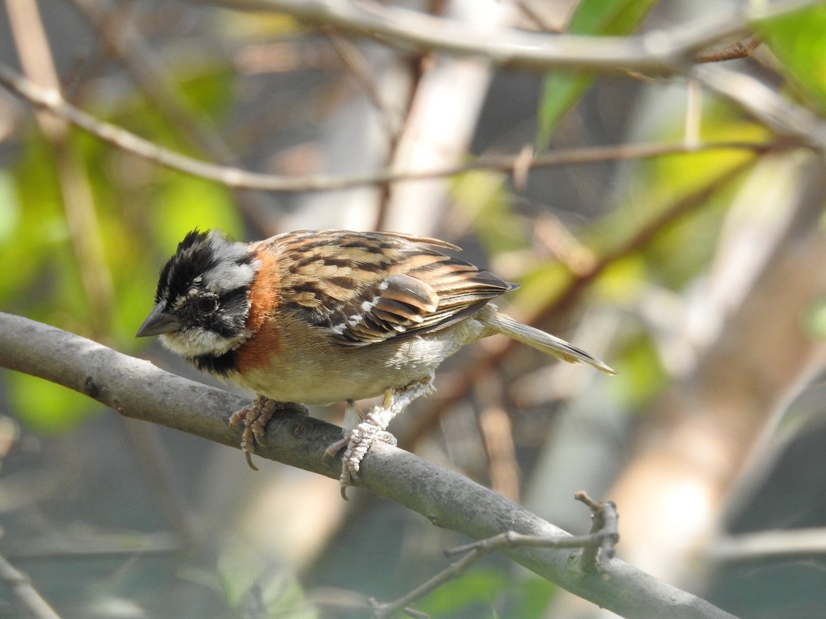 Rufous-collared Sparrow - Carlos Ulate