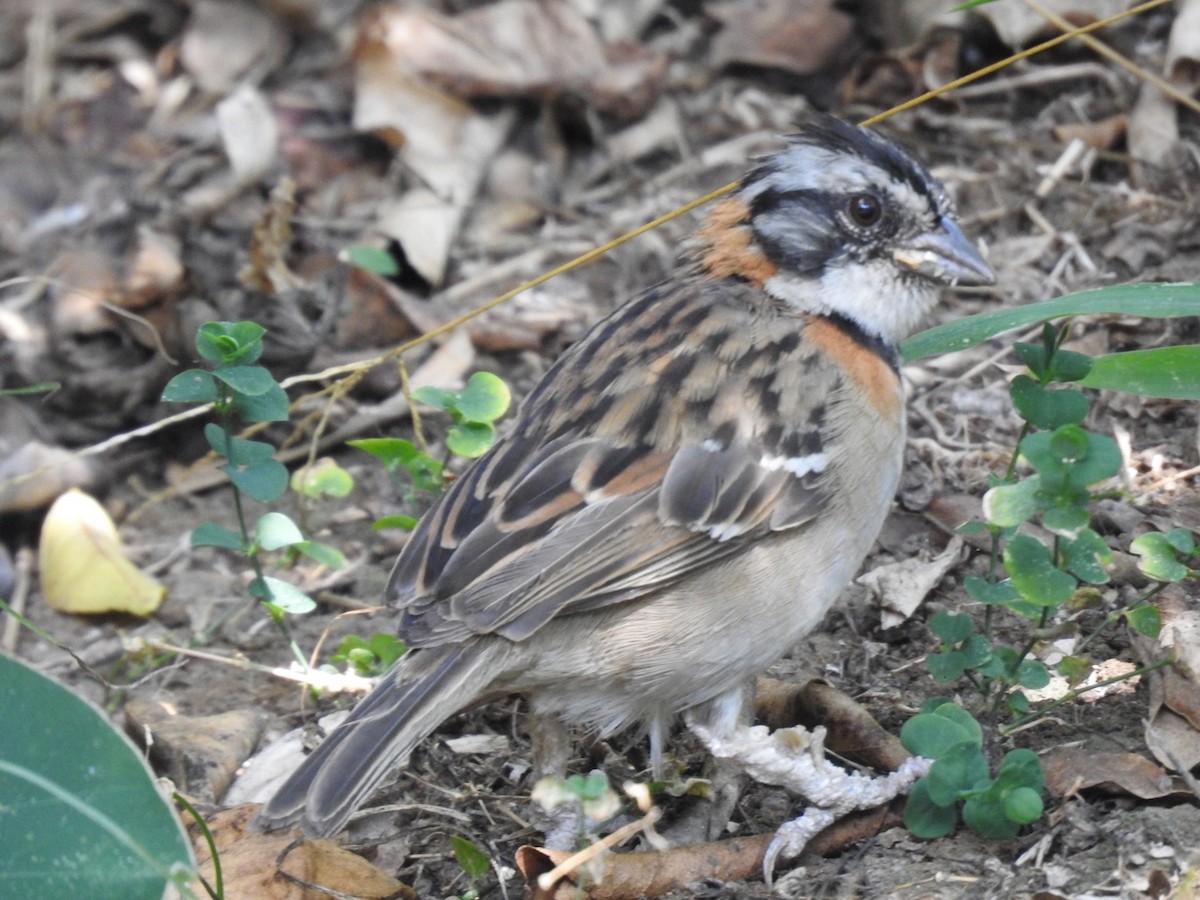 Rufous-collared Sparrow - ML153832171
