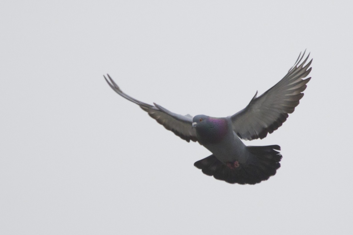 Rock Pigeon (Feral Pigeon) - ML153832201