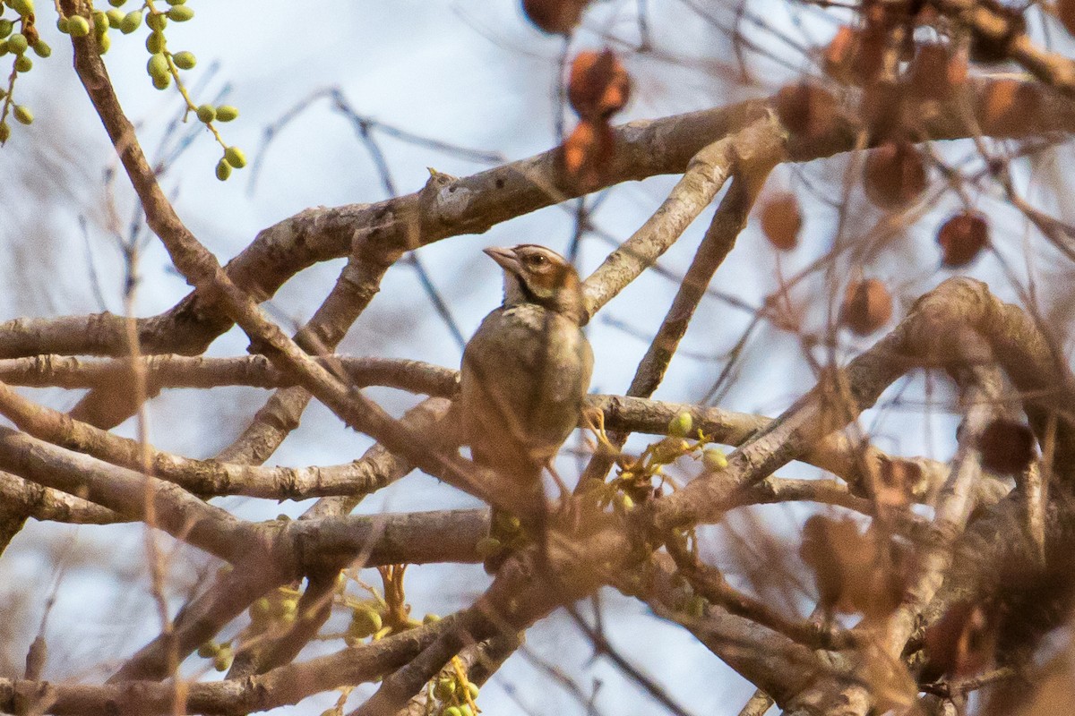 Chestnut-crowned Sparrow-Weaver - ML153832361