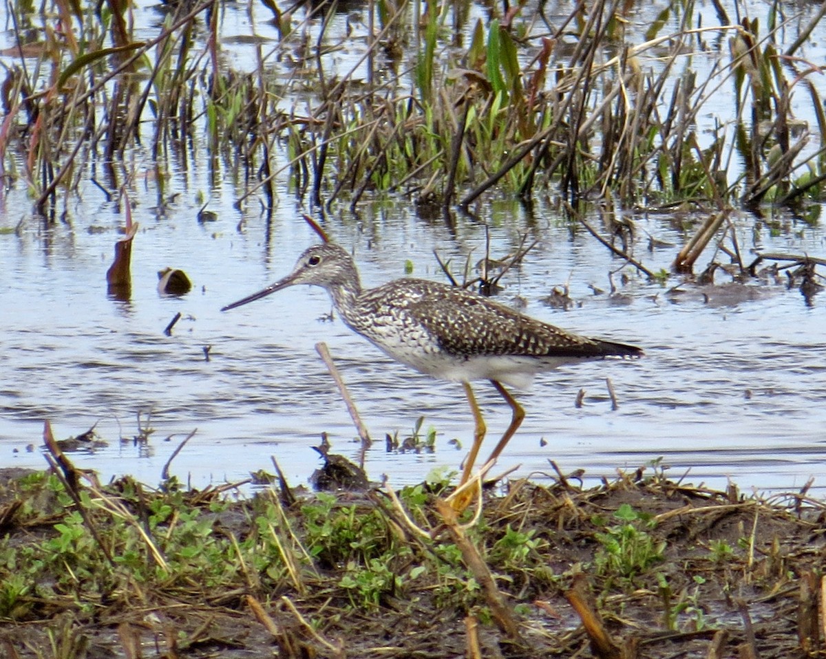 Greater Yellowlegs - Pam Campbell