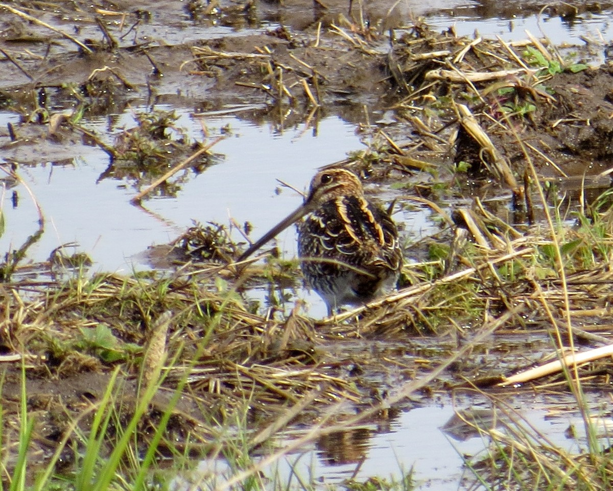 Wilson's Snipe - Pam Campbell