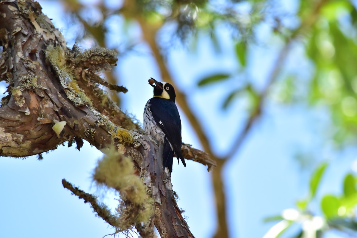 Acorn Woodpecker - ML153832651