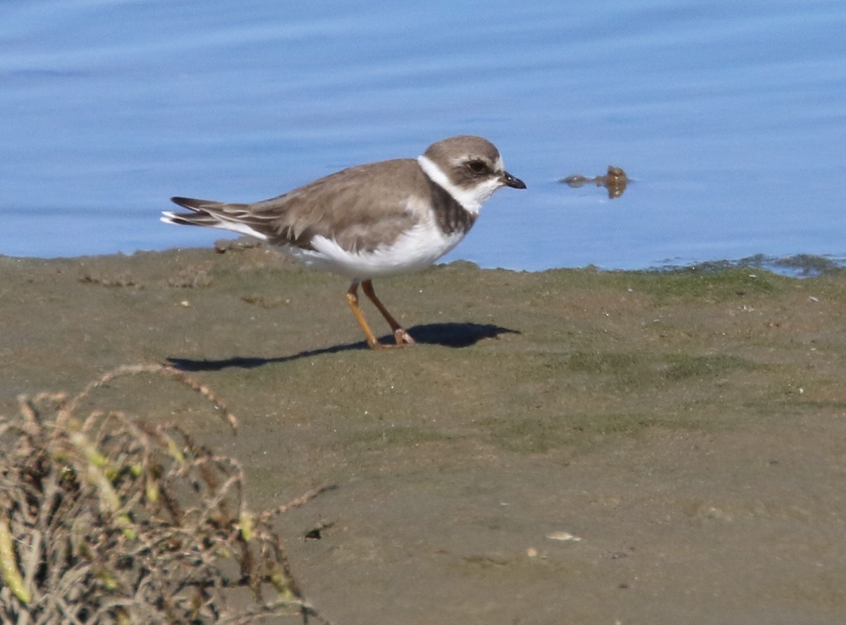 Semipalmated Plover - ML153833221