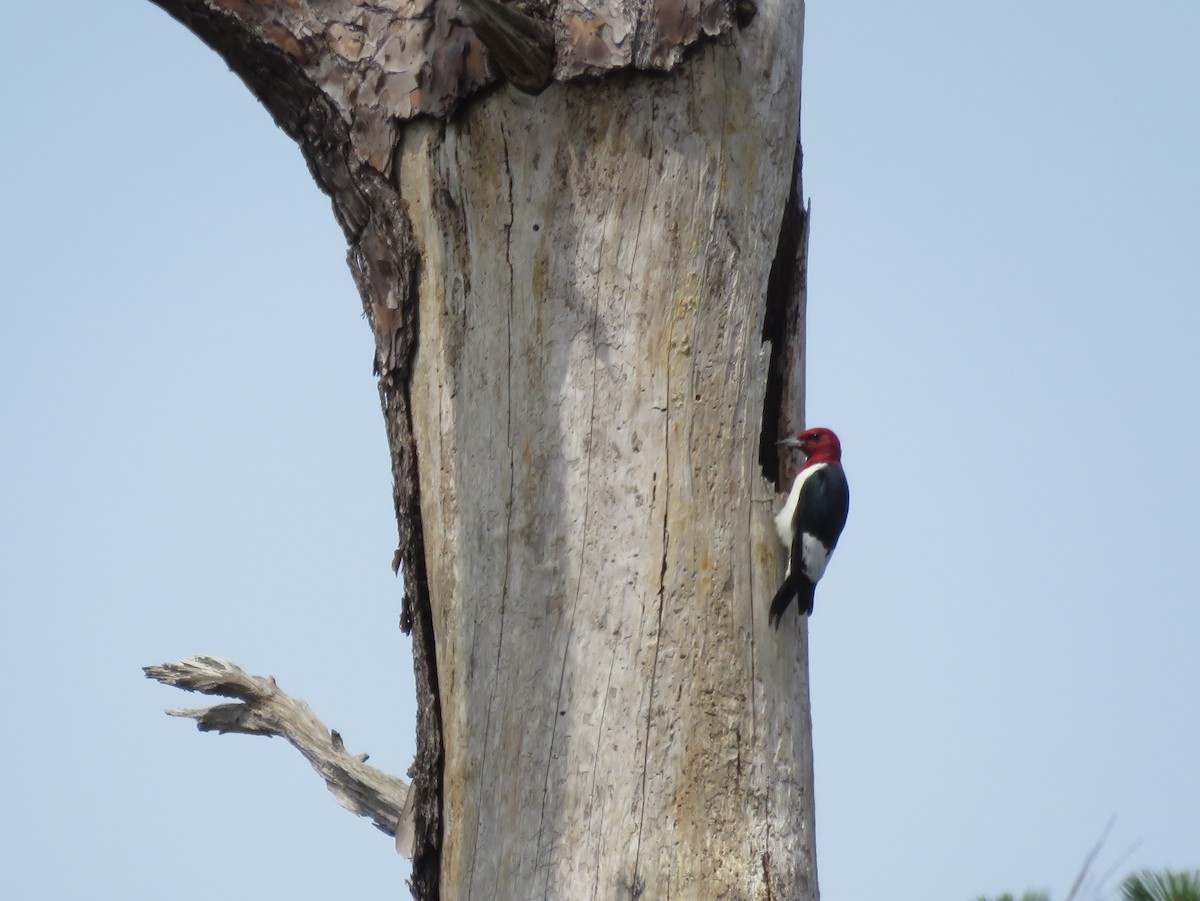 Red-headed Woodpecker - ML153834131