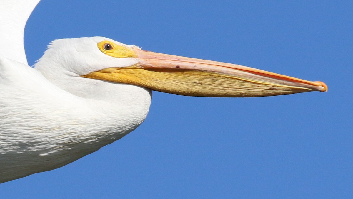 American White Pelican - Hendrik Swanepoel
