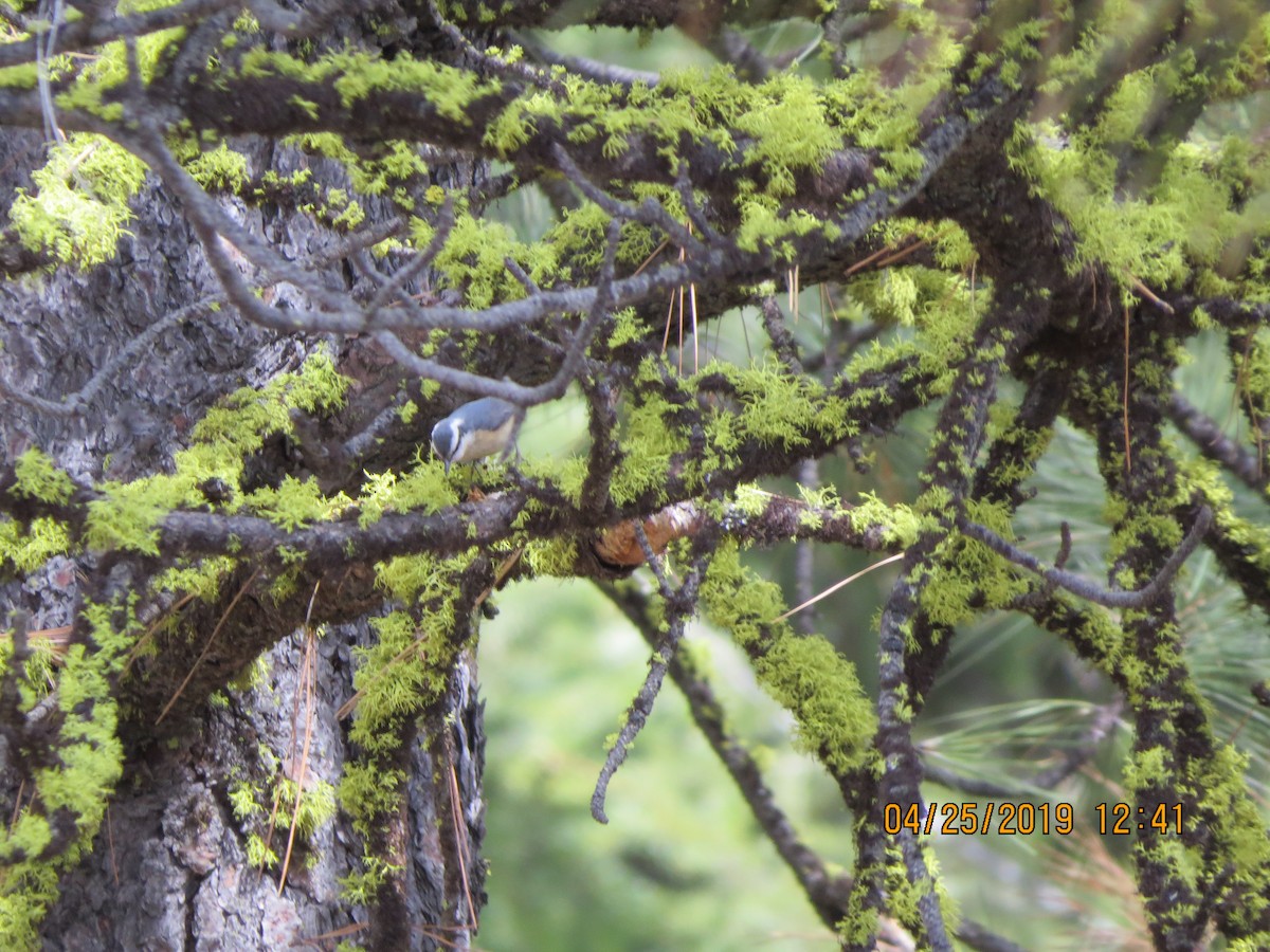 Red-breasted Nuthatch - ML153835411