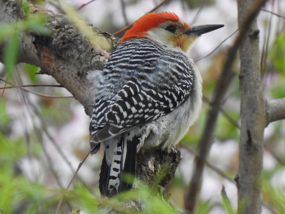 Red-bellied Woodpecker - Jocele Capaldo