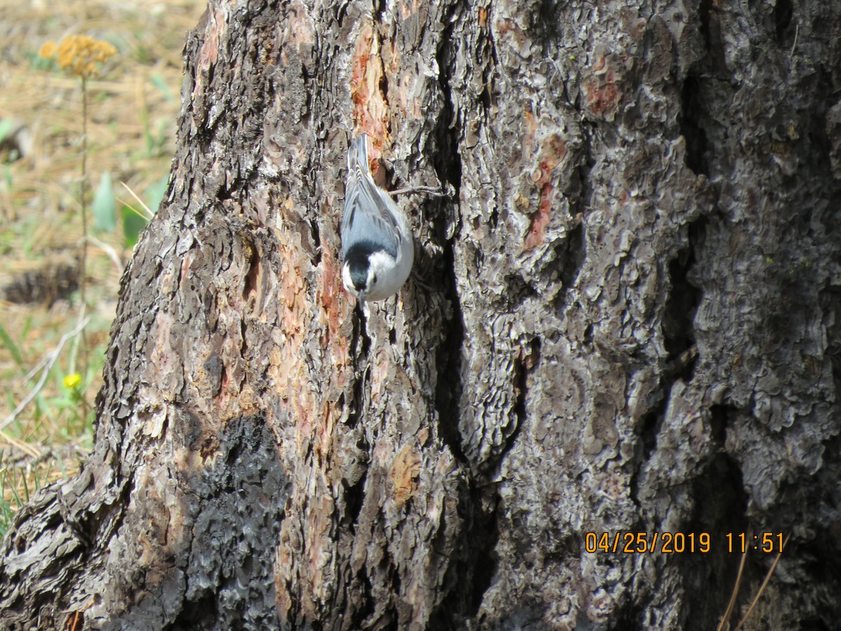White-breasted Nuthatch - ML153835571