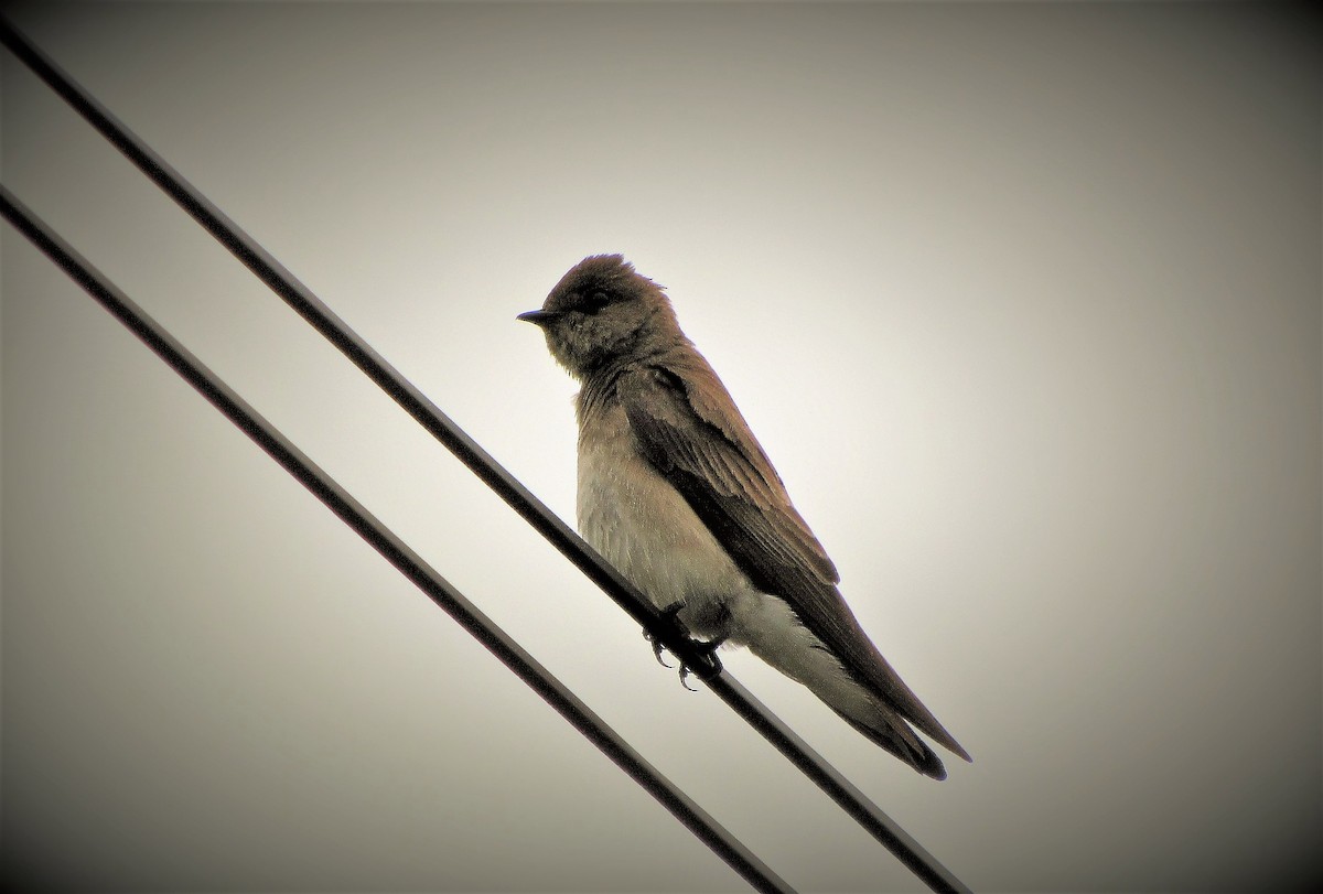 Northern Rough-winged Swallow - Fred Kachmarik