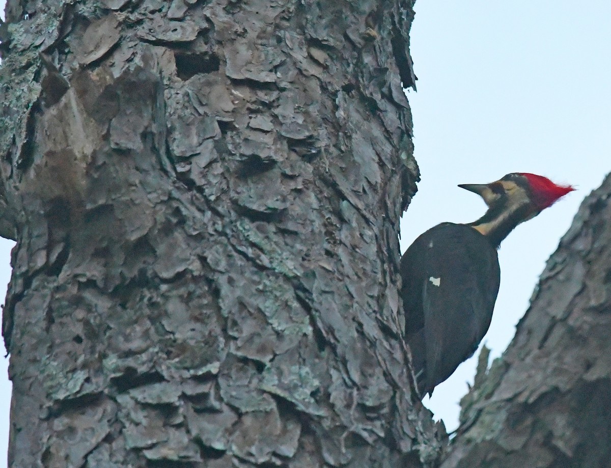 Pileated Woodpecker - Richard Taylor