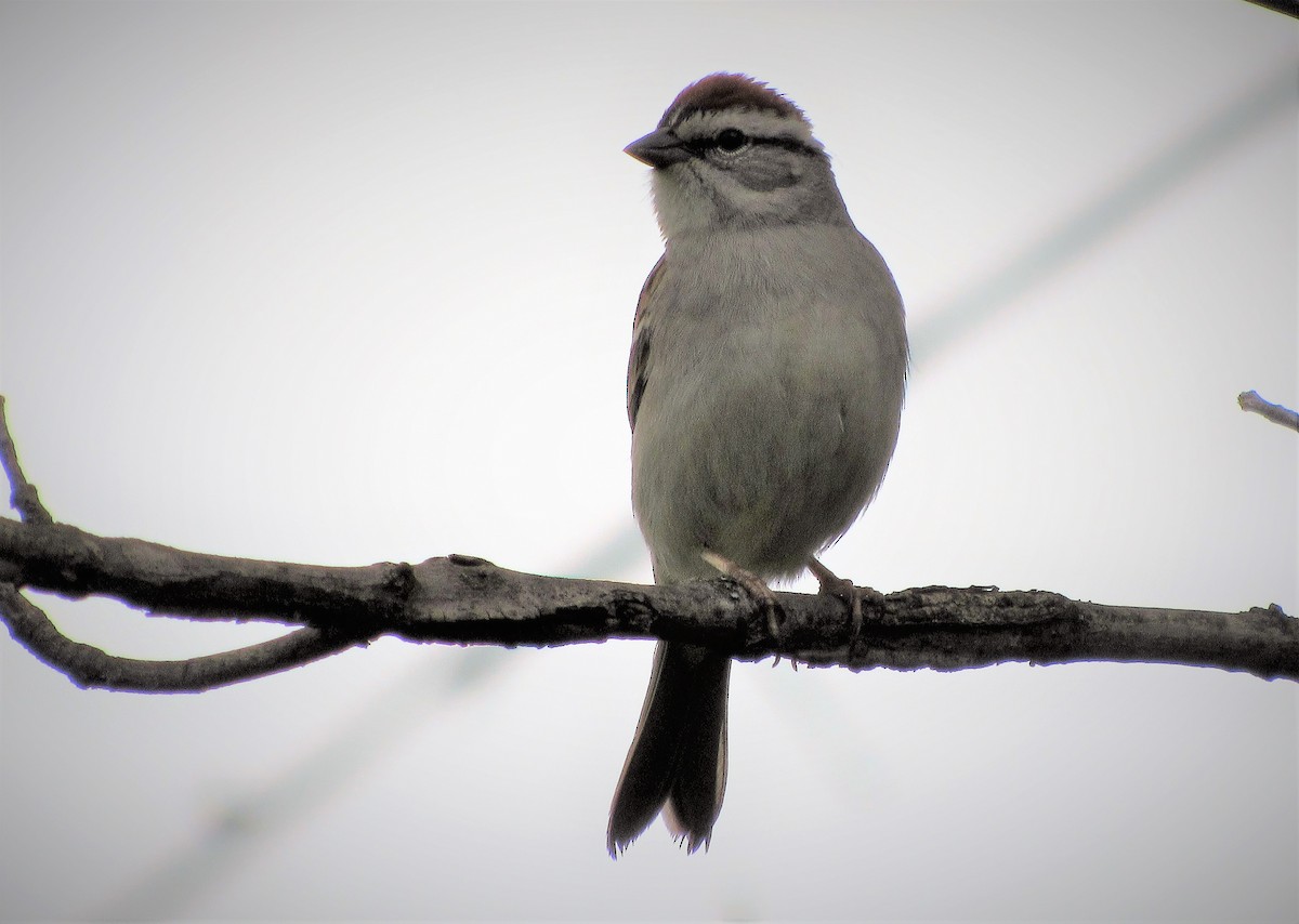 Chipping Sparrow - ML153835841