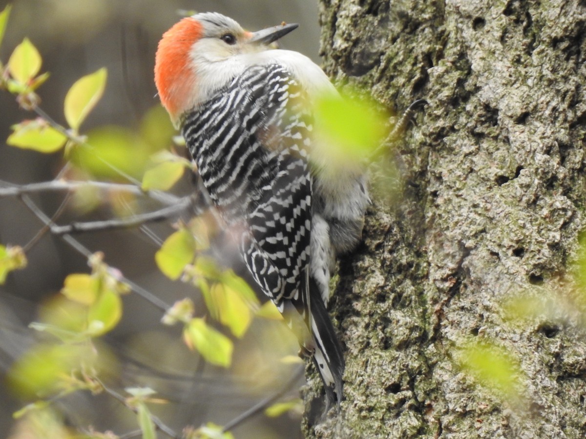 Red-bellied Woodpecker - Jocele Capaldo
