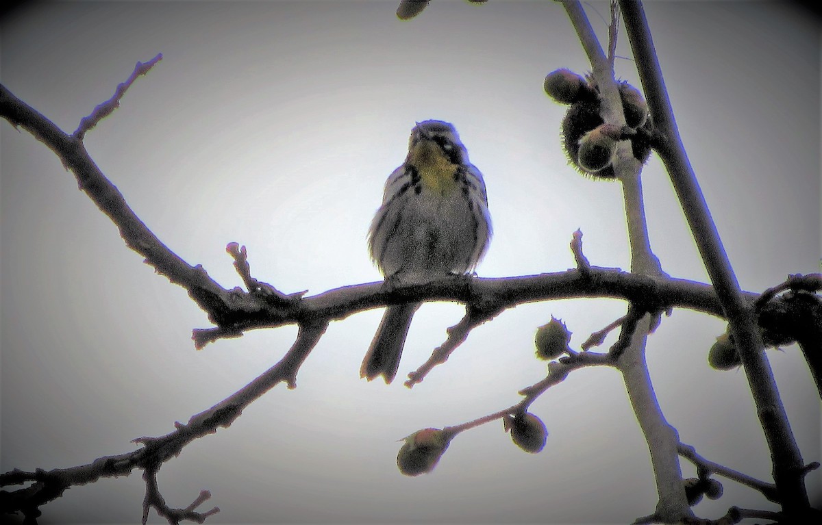 Yellow-throated Warbler - Fred Kachmarik