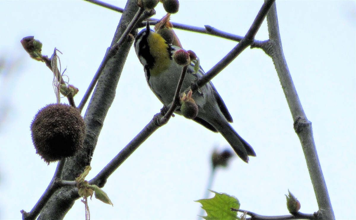 Yellow-throated Warbler - ML153835981