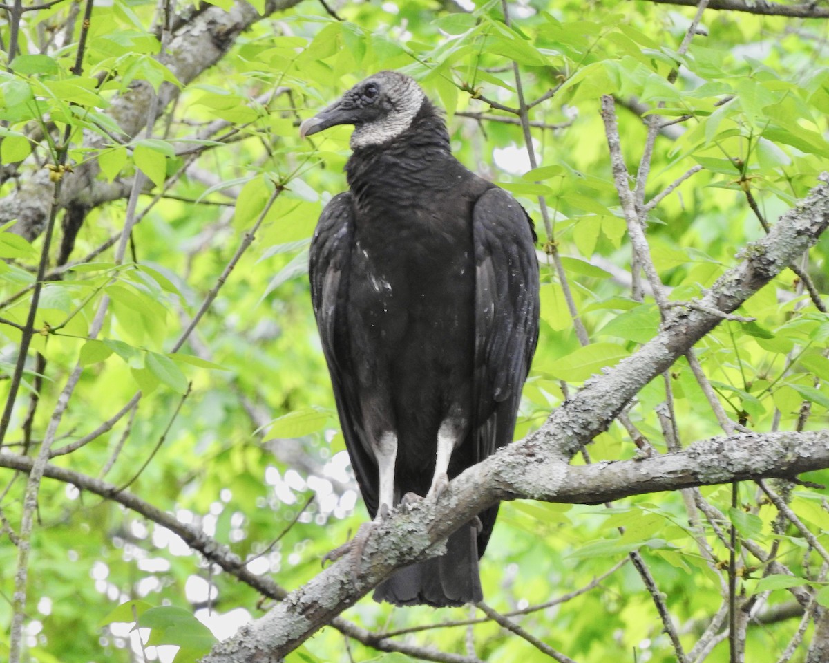 Black Vulture - Jeff Aufmann