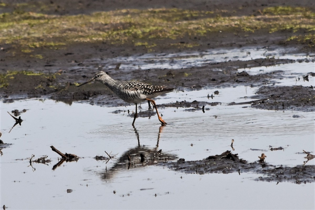 Greater Yellowlegs - Sandy Bowie